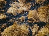 Crocodile Swimming in a Sea of Grass