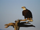 American Bald Eagle Perches on a Dead Tree Branch