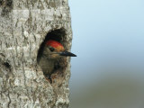 Red-Bellied Woodpecker Looks Out from its Nest