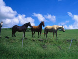 Horses in Field Near Hana  Maui  Hawaii