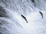 Sockeye Salmon Spawning  Katmai National Park  AK