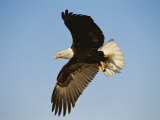 American Bald Eagle in Flight