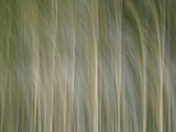 Tall Bare and Blurry Trees Waving in the Wind