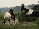 Two Wild Pony Stallions Stomp and Toss Manes in a Status Display
