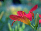Orange Day Lily  Richmond  VA