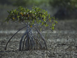 Young Mangrove Tree