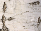 Close-up of White and Gray Birch Tree Bark