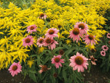 Garden with Purple Coneflowers and Astilbe