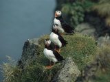 Trio of Atlantic Puffins Perch on a Grass-Covered Cliff