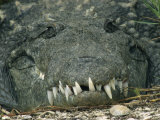 Close View of the Teeth of an American Crocodile