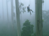 Roman Dial Performs an Ecological Survey of Mountain Eucalyptus Trees