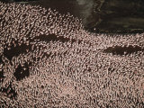 Aerial View of a Flock of Flamingos Standing in Water