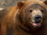 Close-up of Brown Bear