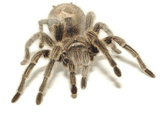 Brown Tarantula