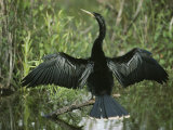 Male Anhinga Spreads its Wings While Perched on a Tree Branch