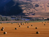 Bales of Hay in a Farmers Field