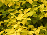 Bright Yellow Fall Leaves