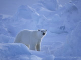 Polar Bear Walks Through Massive Chunks of Ice Created by the Tides