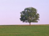 Lone Tree on a Hill