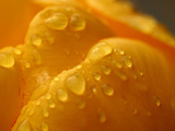 Close-up of Bright Yellow Tulip Petals with Water Droplets
