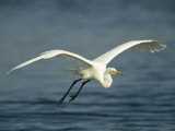 Great Egret in Flight on Floridas Gulf Coast