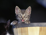 Kitten in a Basket
