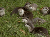 Family of Asian Short-Clawed River Otters