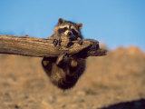 Baby Raccoon  Procyon Lotor  MT