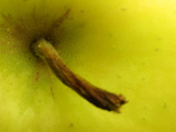 Close-up of a Bright Green Apple with a Brown Stem