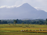 Laborers in a Rice Field Work in the Shadow of a Volcano
