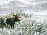 Bull Moose on a Snow-Covered Hillside