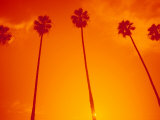 Row of Palm Trees  Santa Monica  CA