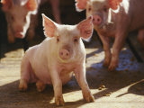 Yorkshire Pigs in Pen  GA