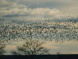 Flock of Snow Geese in Flight at Twilight