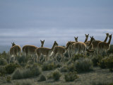 Vicunas Search for Food in the Highlands of the Atacama Desert