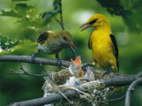 Golden Orioles Feeding Their Nest of Hungry Chicks