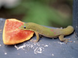 Green Lizard Eating Papaya  Kona  Hawaii
