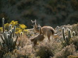 Guanacos at an Altitude of Ten Thousand Feet in the Andes Mountains