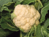 Casa Blanca Cauliflower