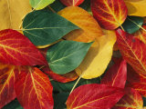 Array of Autumn Leaves