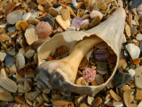 Close View of Surf-Shattered Shell Shards along the Shore