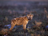 Spotted Hyena  Crocuta Crocuta  Tanzania