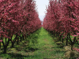 Orchard of Blooming Fruit Trees