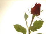 Red Rose