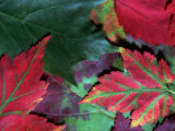 Close-up of Fall Leaves