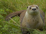 Adult  Female North American River Otter
