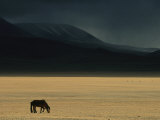 Winter Storm Rolls in over a Horse Grazing on a Mongolian Steppe