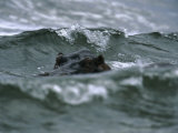Hippopotamus Peering Out of the Surf