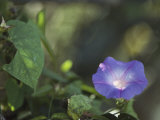 Morning Glory Blossom