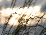 Bright Sunlight Shining on Water Behind a Silhouete of Tall Prarie Grass